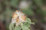 Paraguayan purslane